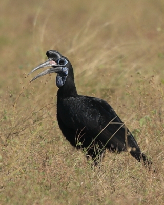 Dzioboróg abisyński - Bucorvus abyssinicus - Northern Ground Hornbill