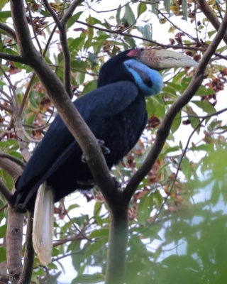 Dzioborożec fałdodzioby - Wreathed Hornbill - Rhyticeros undulatus