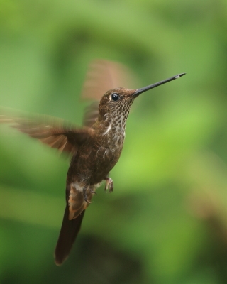 Elfik brązowy - Bronzy Inca