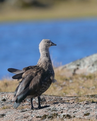 Etiopka - Cyanochen cyanopterus - Blue-winged Goose