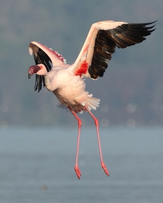 Flaming mały - Phoeniconaias minor - Lesser Flamingo