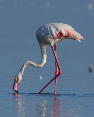 Flaming różowy - Phoenicopterus roseus - Greater Flamingo