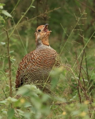 Frankolin indyjski - Ortygornis pondicerianus - Grey Francolin