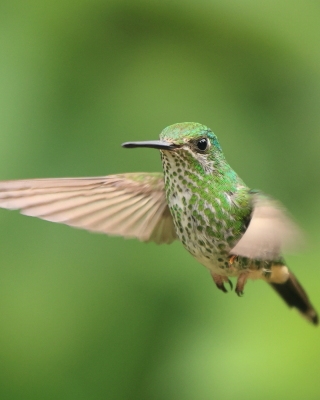 Furczak - White-booted Racket-tail