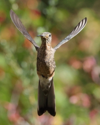 Gigancik - Giant Hummingbird