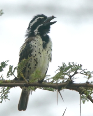 Głowaczek mały - Tricholaema melanocephala - Black-throated Barbet