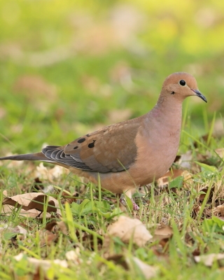 Gołębiak długosterny - Zenaida macroura - Mourning Dove