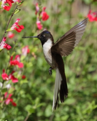 Góralik - Bearded Mountaineer