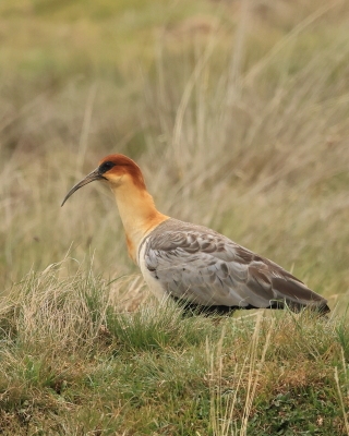 Ibis maskowy - Black-faced Ibis