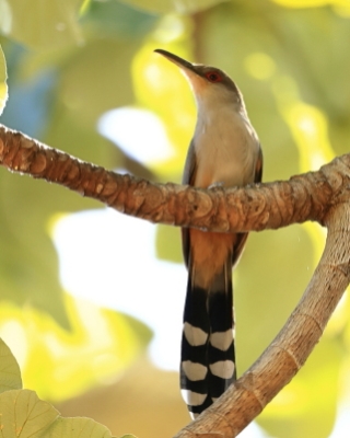 Jaszczurkojad szary - Coccyzus longirostris - Hispaniolan Lizard-Cuckoo
