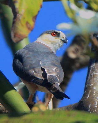 Jaszczurnik - Gampsonyx swainsonii - Pearl Kite