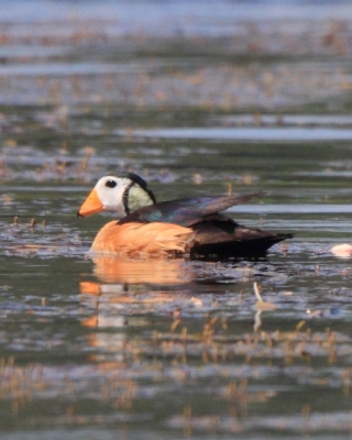 Kaczuszka afrykańska - African Pygmy Goose