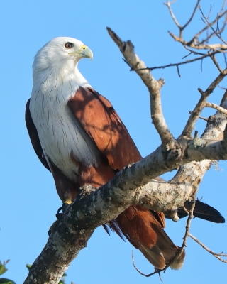 Kania bramińska - Haliastur indus - Brahminy Kite
