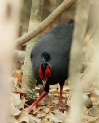 Kiściec syjamski - Lophura diardi  - Siamese Fireback