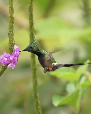 Kolcosterek czubaty - Wire-crested Thorntail