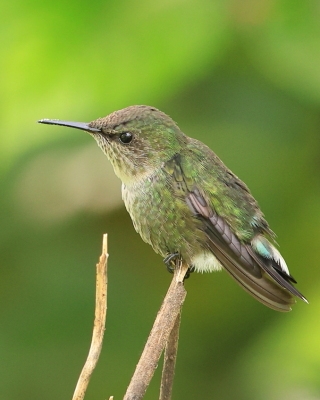 Koliberek miodowy - Mellisuga minima - Vervain Hummingbird