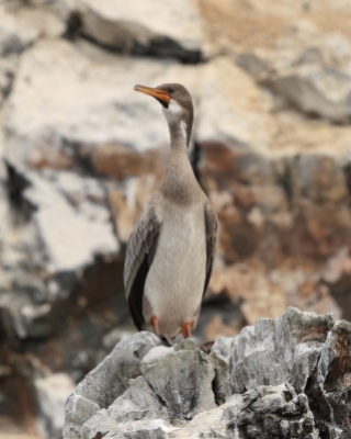 Kormoran czerwononogi - Red-legged Cormorant