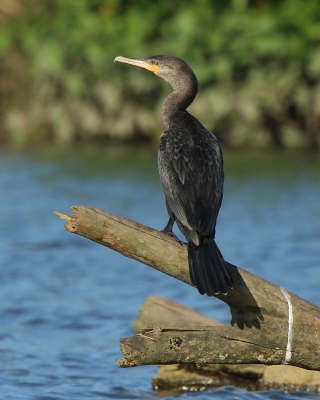 Kormoran oliwkowy - Phalacrocorax brasilianus - Neotropic Cormorant