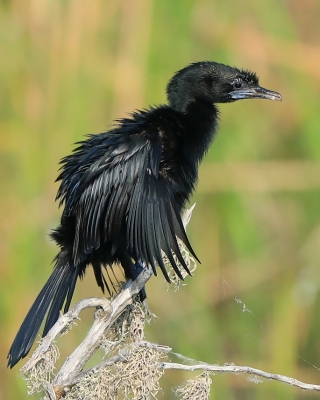 Kormoran skromny - Microcarbo niger - Little Cormorant