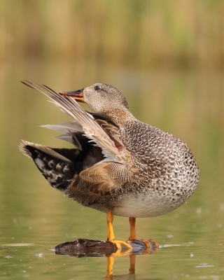 Krakwa - Mareca strepera - Gadwall