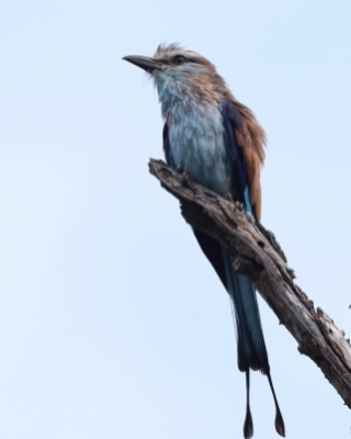 Kraska flagosterna - Coracias spatulatus - Racket-tailed Roller