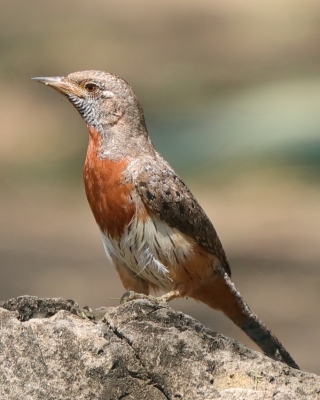 Krętogłów afrykański - Jynx ruficollis - Rufous-breasted Wryneck