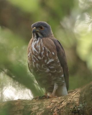 Krogulec czubaty - Accipiter trivirgatus - Crested Goshawk