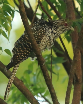 Kukiel wielki - Eudynamys scolopaceus  - Asian Koel