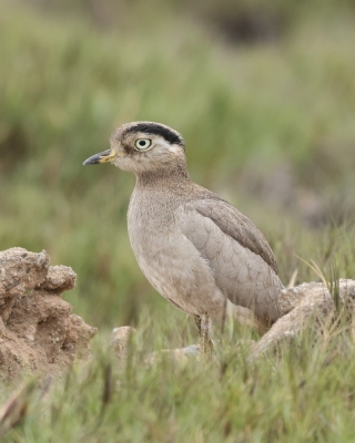 Kulon peruwiański - Peruvian Thick-knee
