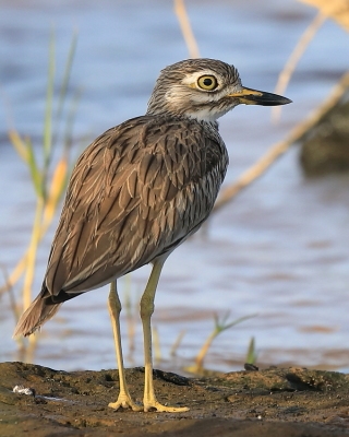 Kulon rzeczny - Burhinus senegalensis - Senegal Thick-knee
