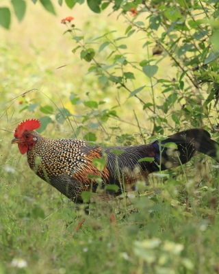 Kur siwy - Gallus sonneratii - Grey Junglefowl