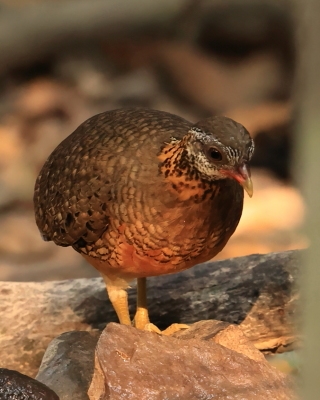 Kuropatwokur zielononogi - Scaly-breasted Partridge - Tropicoperdix chloropus 