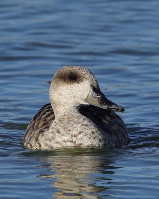 Marmurka - Marmaronetta angustirostris - Marbled Teal