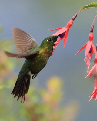 Metalik krasnosterny - Tyrian Metaltail