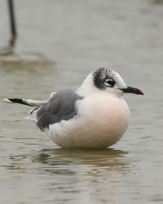 Mewa preriowa - Franklin's Gull