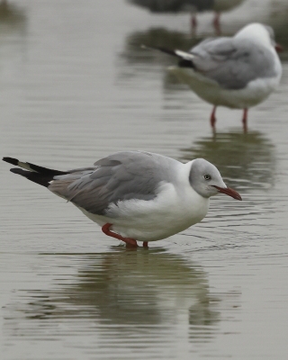 Mewa szarogłowa - Grey-headed Gull