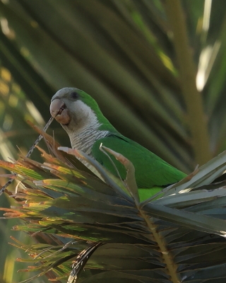 Mnicha - Myiopsitta monachus - Monk Parakeet