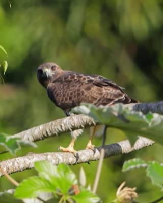 Myszołów rdzawosterny - Buteo jamaicensis - Red-tailed Hawk