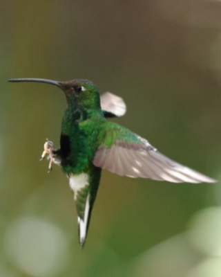 Nimfik - Mountain Velvetbreast