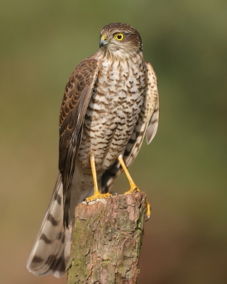 W moim ogrodzie - My garden