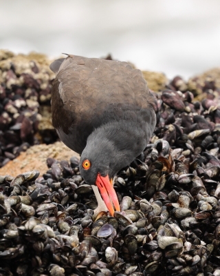 Ostrygojad brunatny - American Oystercatcher