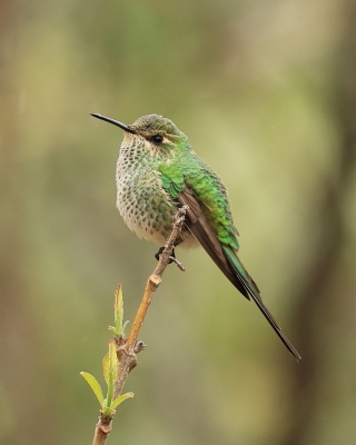 Paziak czarnosterny - Black-tailed Trainbearer