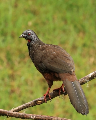 Penelopa andyjska - Andean Guan