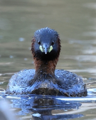 Perkozek - Tachybaptus ruficolis - Little Grebe
