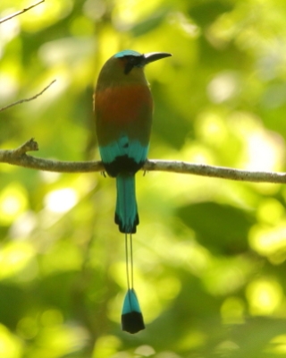Piłodziób czarnogardły - Eumomota superciliosa - Turquoise-browed Motmot