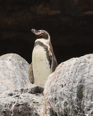Pingwiny - Spheniscidae - Penguins