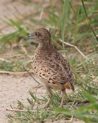 Przepiórnik zwyczajny - Turnix sylvaticus  - Common Buttonquail