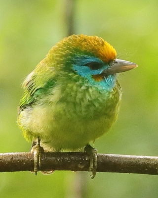 Pstrogłów żółtoczelny - Psilopogon flavifrons - Yellow-fronted Barbet