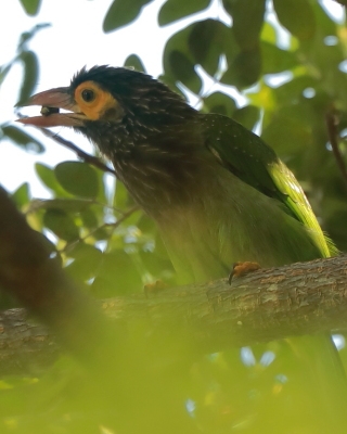 Pstrogłów nakrapiany - Psilopogon zeylanicus - Brown-headed Barbet