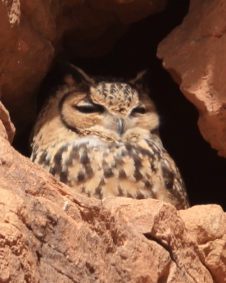Puchacz pustynny - Bubo ascalaphus - Pharaoh Eagle-Owl 